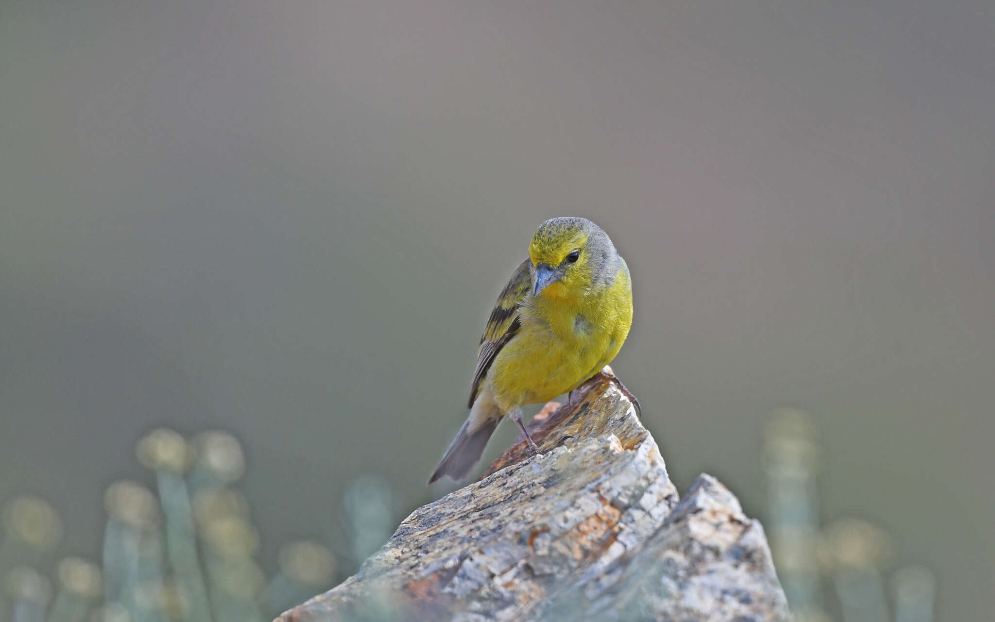 Carduelis corsicana (Koenig & AF 1899)的圖片