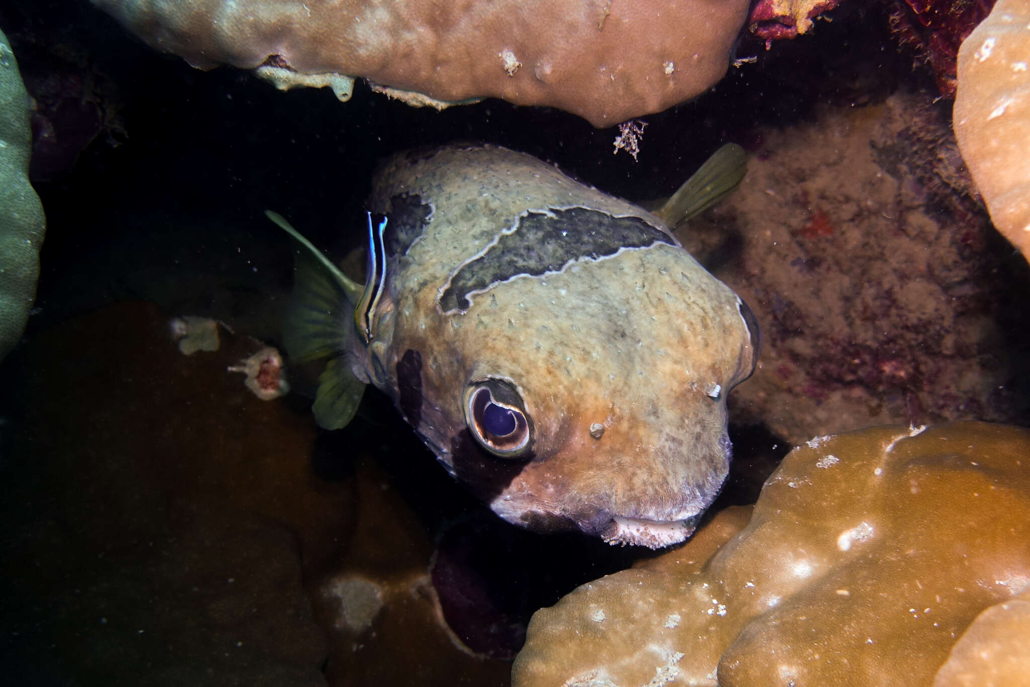 Image of Black-blotched porcupinefish