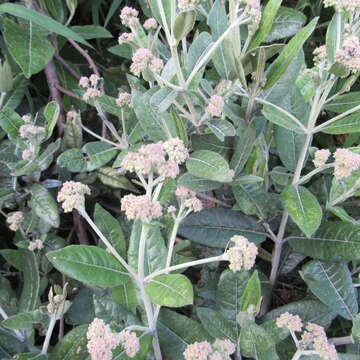 Ageratina asclepiadea (L. fil.) R. King & H. Rob. resmi