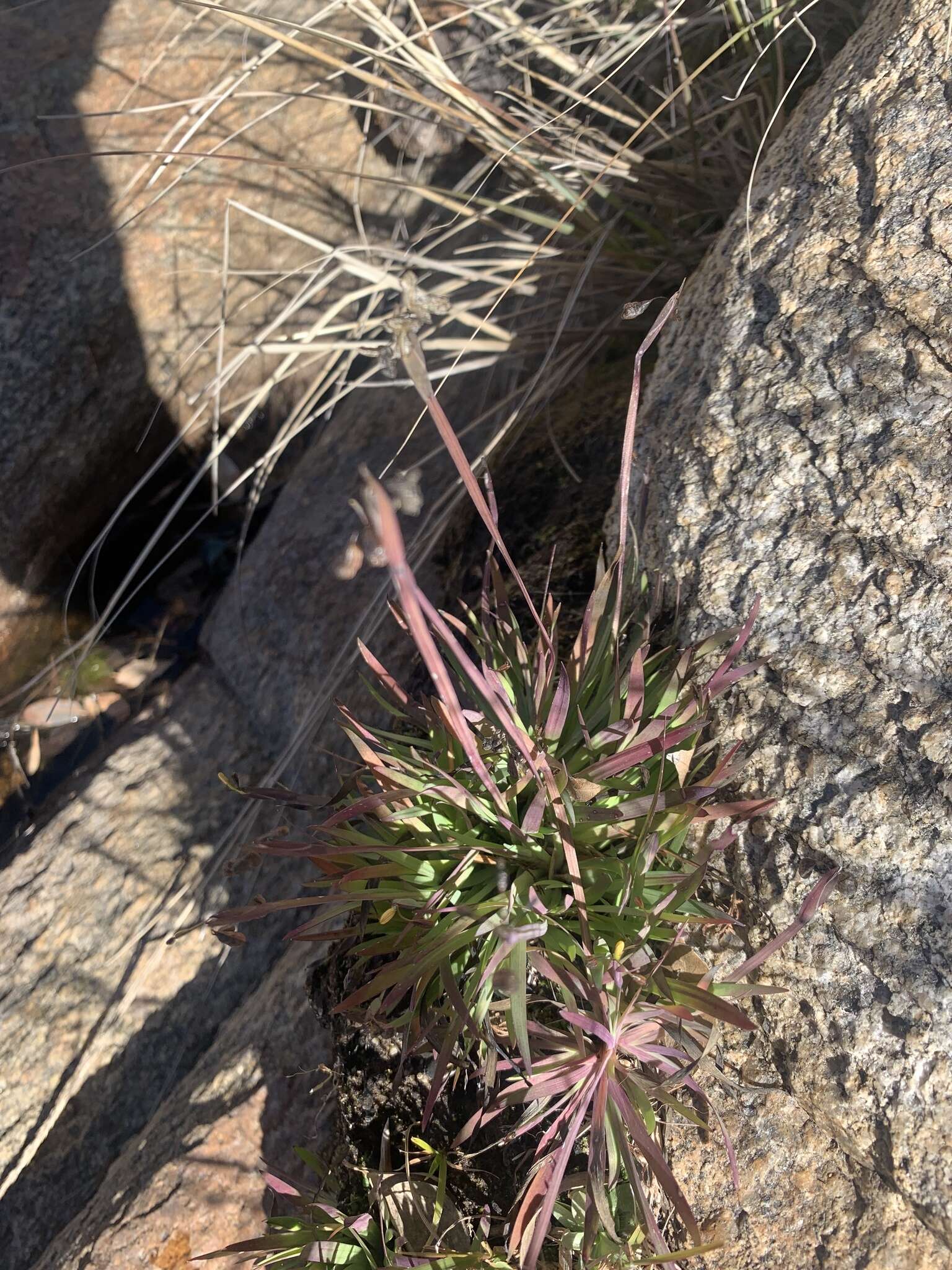 Image of Nodding Blue-Eyed-Grass