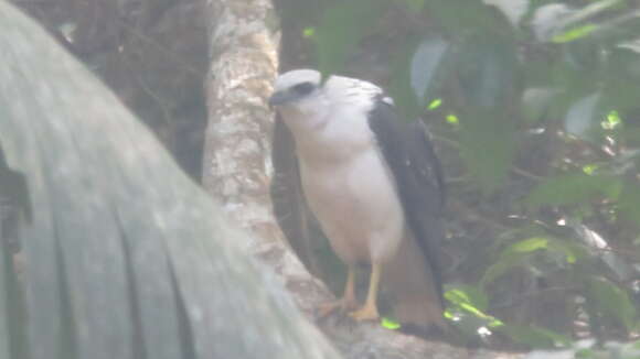 Image of Mantled Hawk