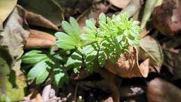 Image of Mexican bedstraw