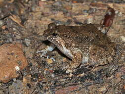 Image of Round-tongued Floating Frog