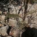 Imagem de Cirsium pinetorum Greenm.