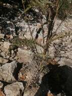 Image of Cirsium pinetorum Greenm.