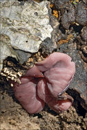 Image of <i>Ascocoryne cylichnium</i> (Tul.) Korf 1971