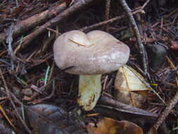 Слика од Lactarius californiensis Hesler & A. H. Sm. 1979