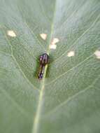 Image of Cherry slug