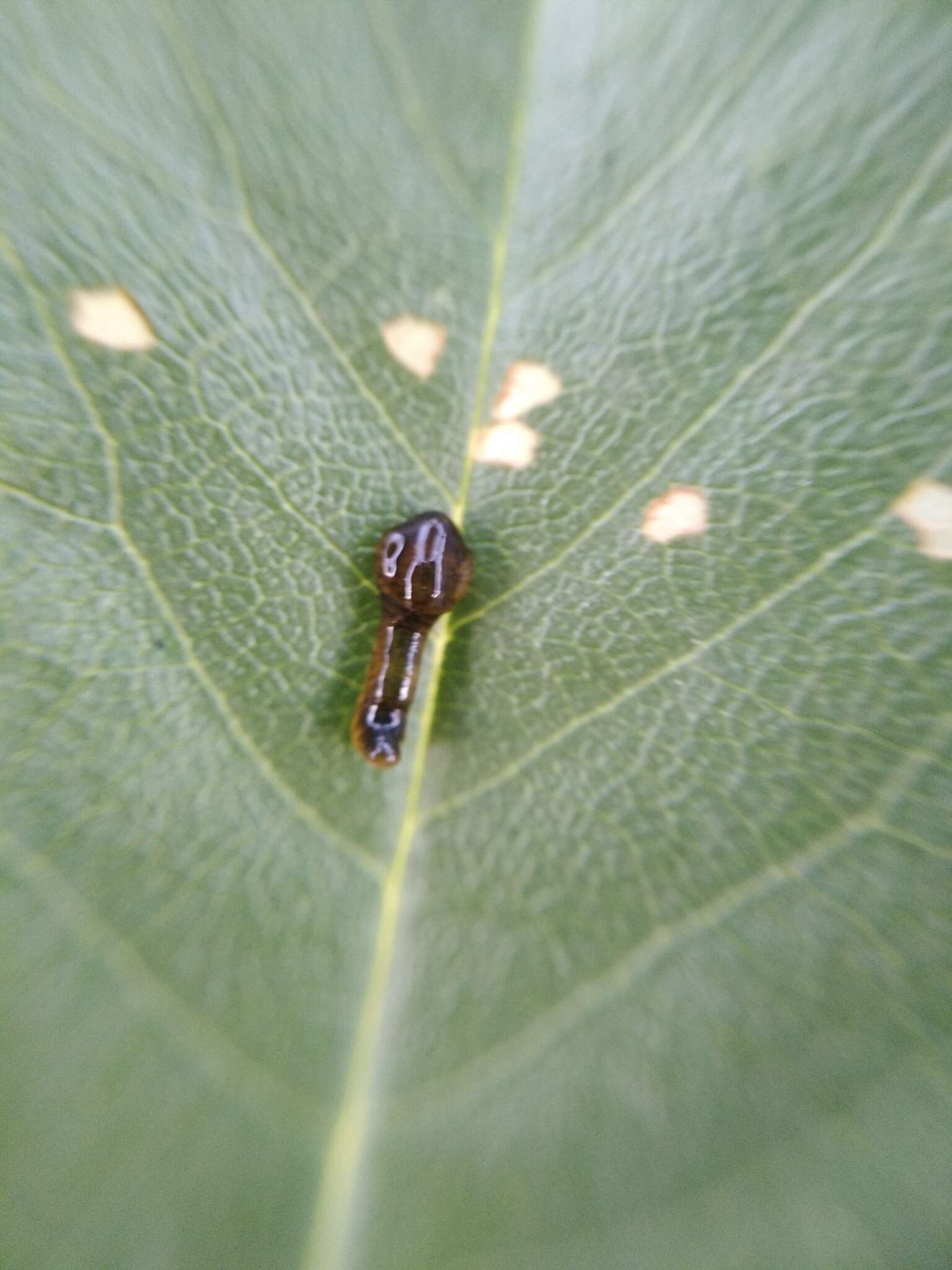 Image of Cherry slug