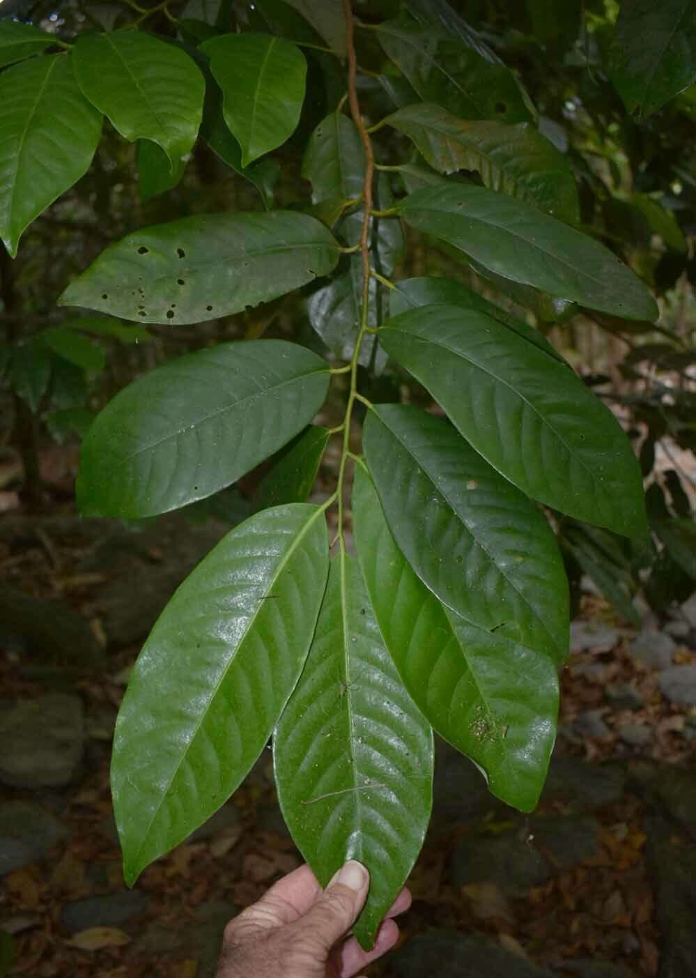 Image of Myristica globosa subsp. muelleri (Warb.) W. J. J. O. de Wilde