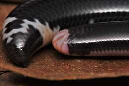 Image of Reticulate Worm Snake