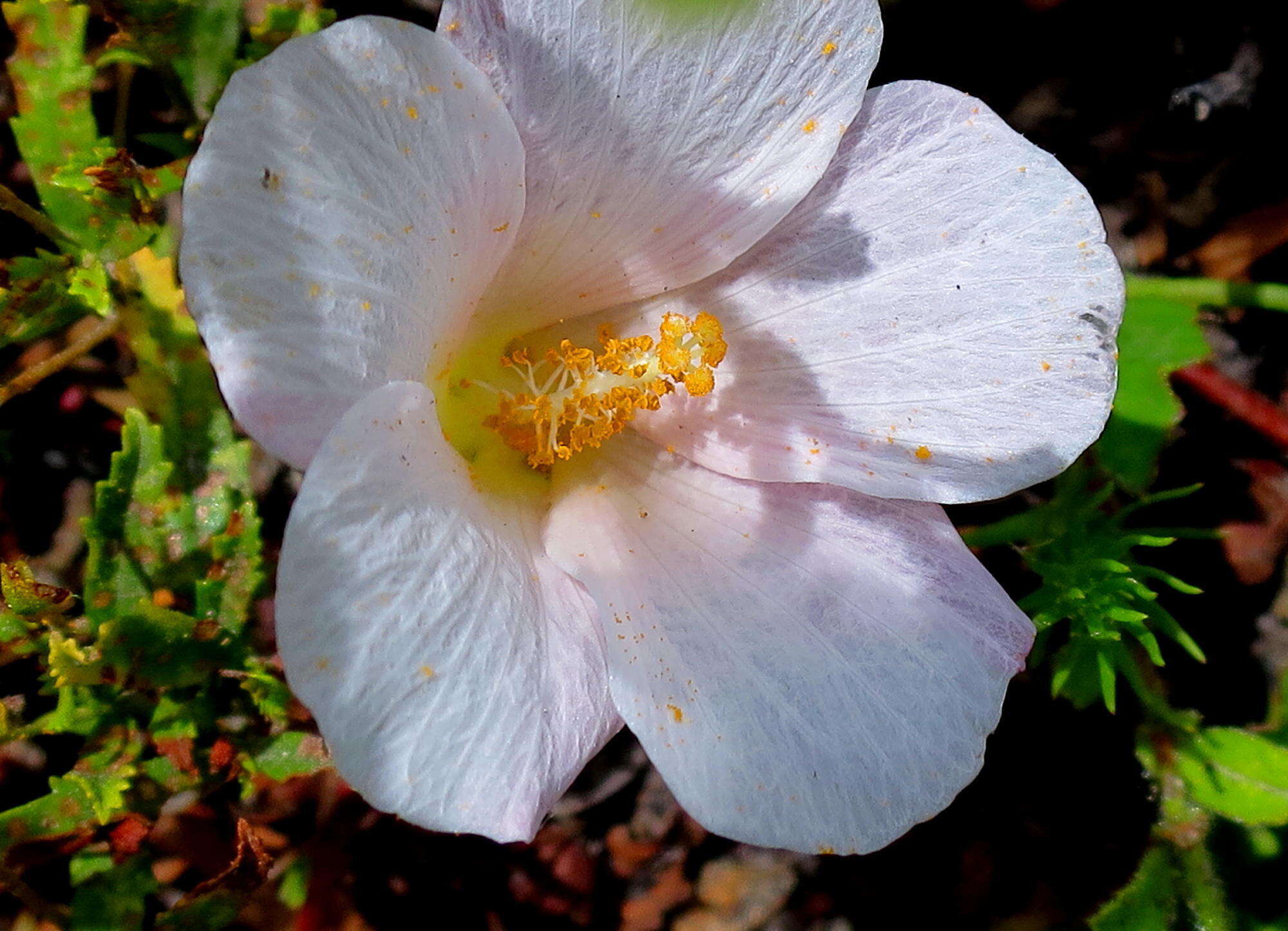 Image of Hibiscus aethiopicus var. aethiopicus