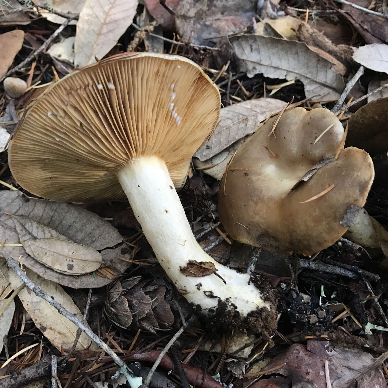 Слика од Lactarius californiensis Hesler & A. H. Sm. 1979