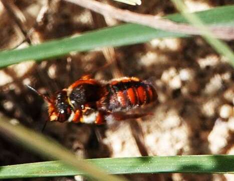 Imagem de Rhodanthidium Isensee 1927