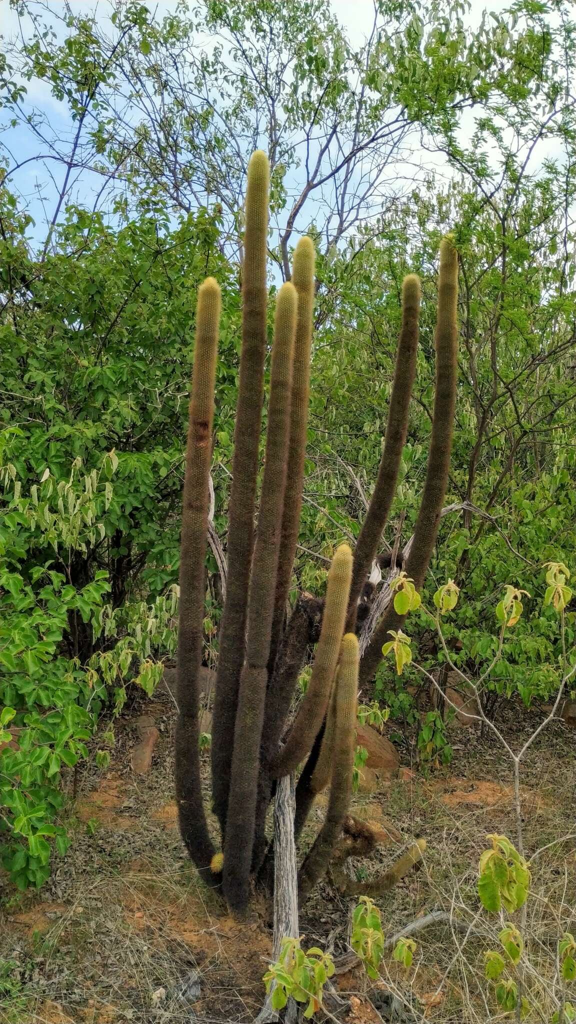 Image of Pilosocereus chrysostele (Vaupel) Byles & G. D. Rowley