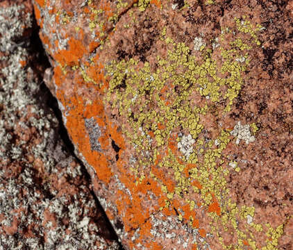 Image of Gold cobblestone lichen