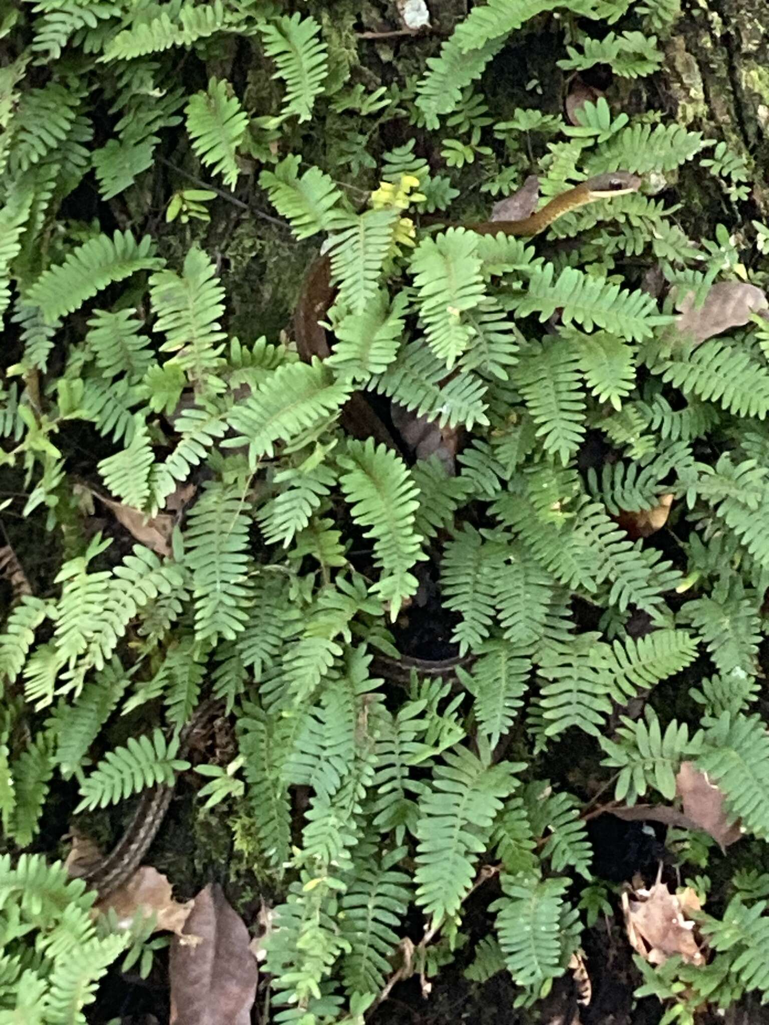 Image of South American Forest Racer