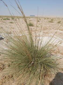 Image of Cyperus conglomeratus Rottb.