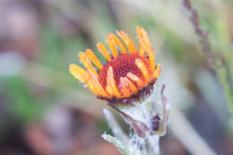 Image of fuscate groundsel