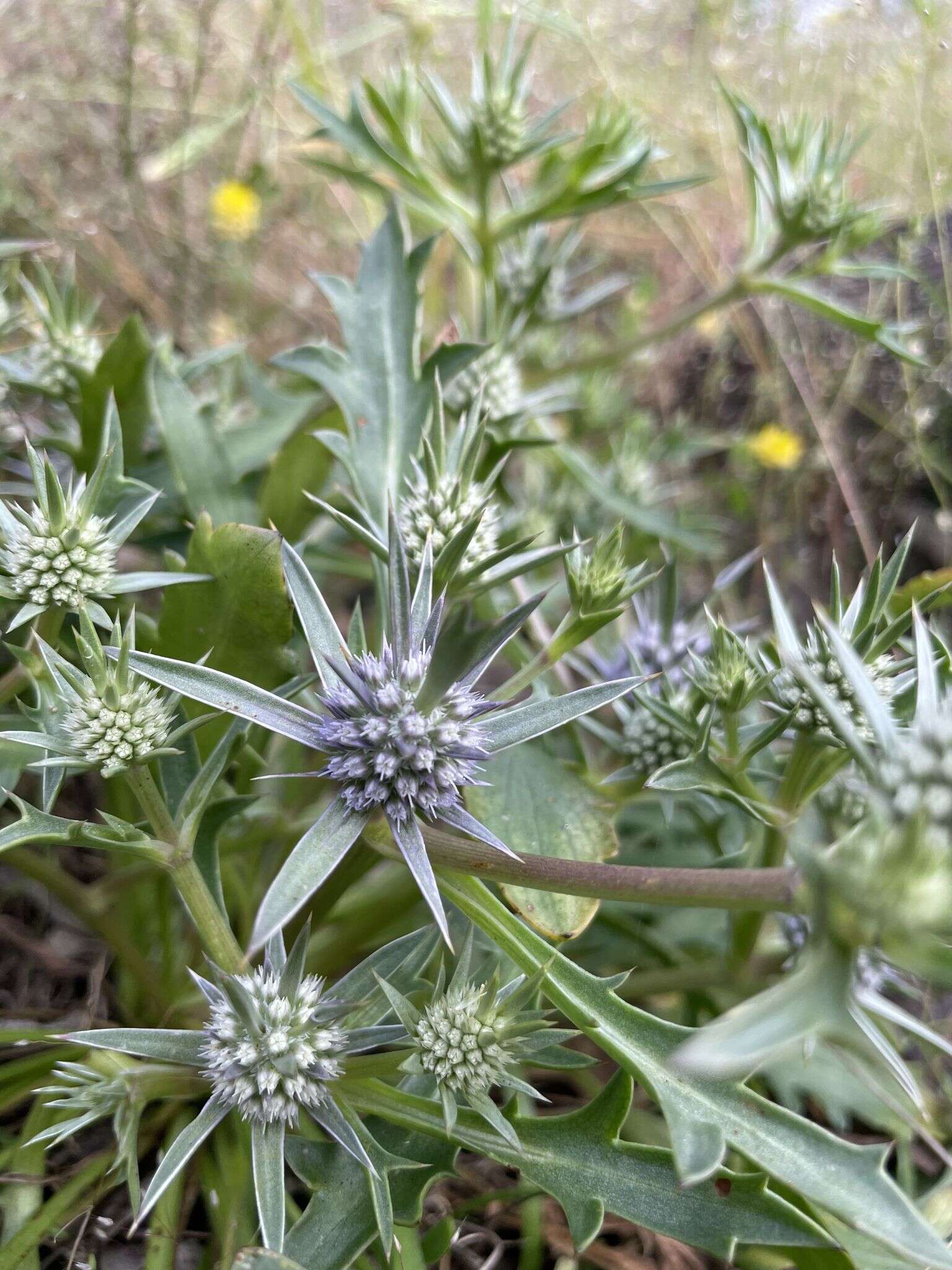 Image of Eryngium pinnatifidum Bunge