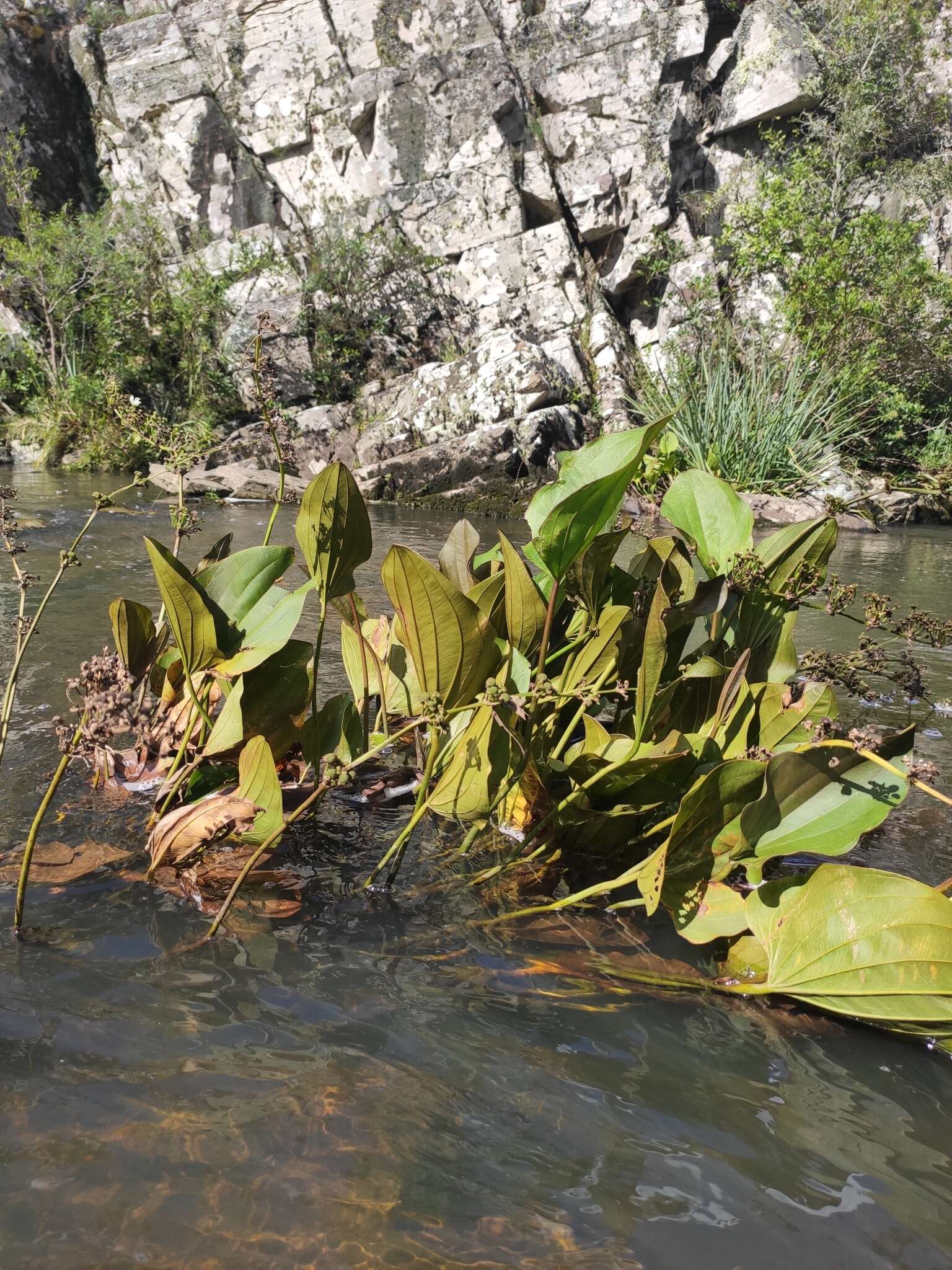 Image of Echinodorus longiscapus Arechav.