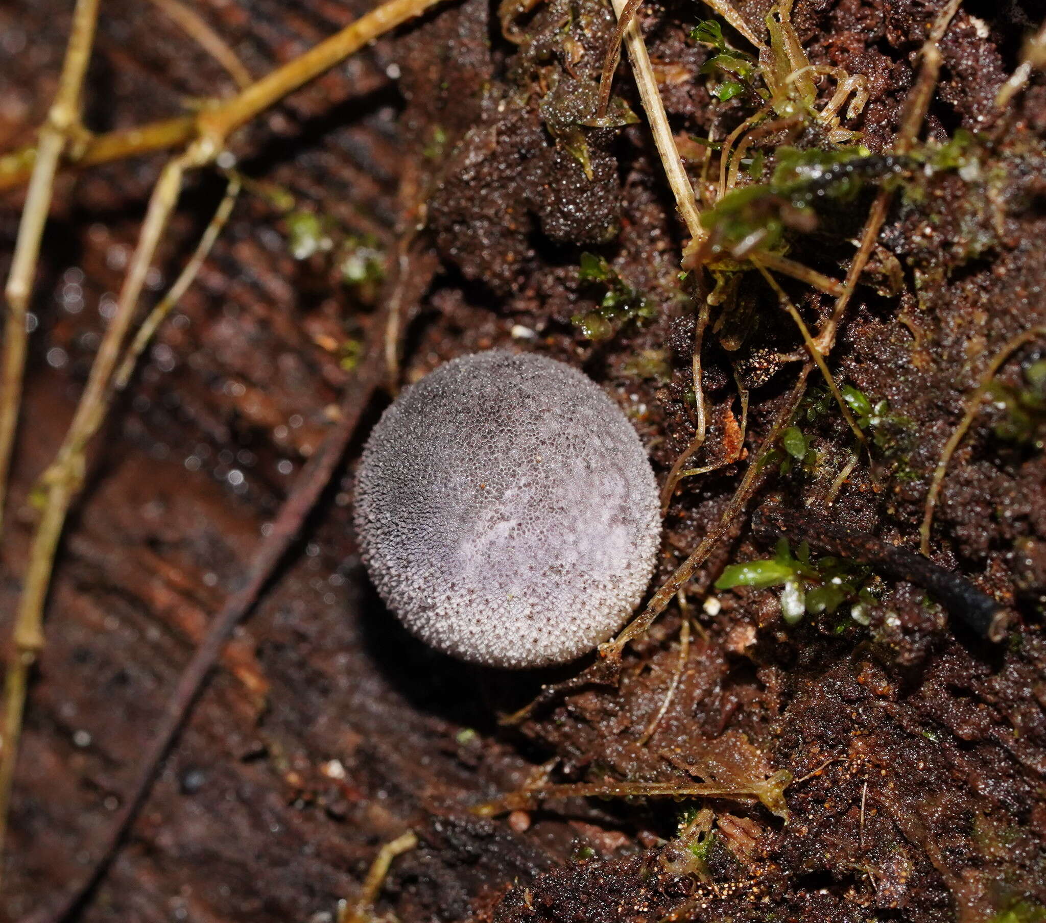 Imagem de Lycoperdon subincarnatum Peck 1872