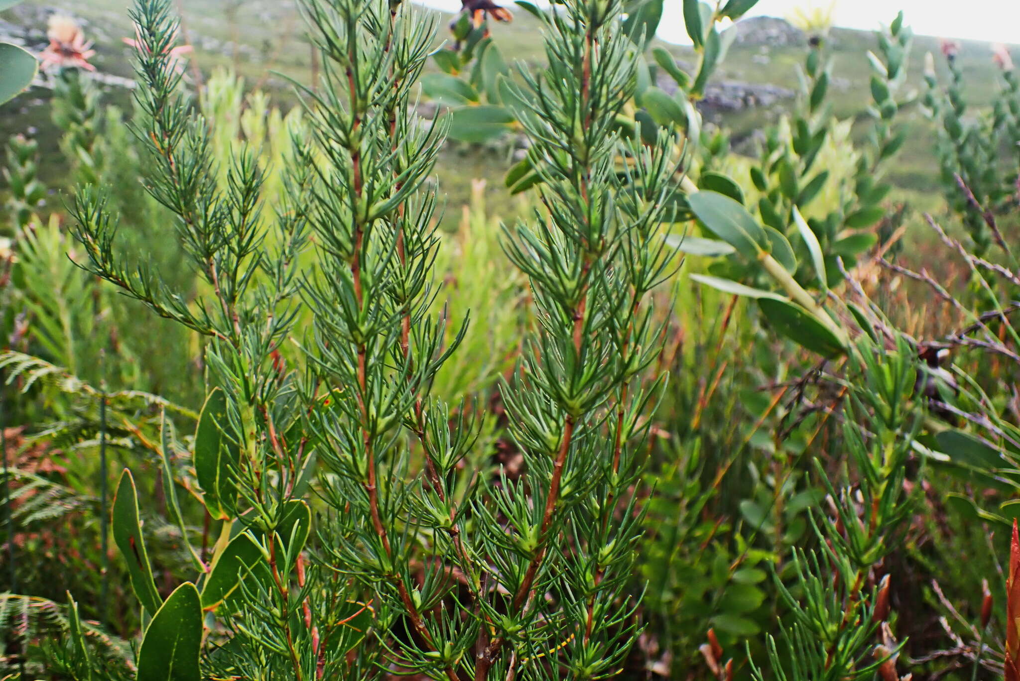 Image of Cliffortia burchellii Stapf