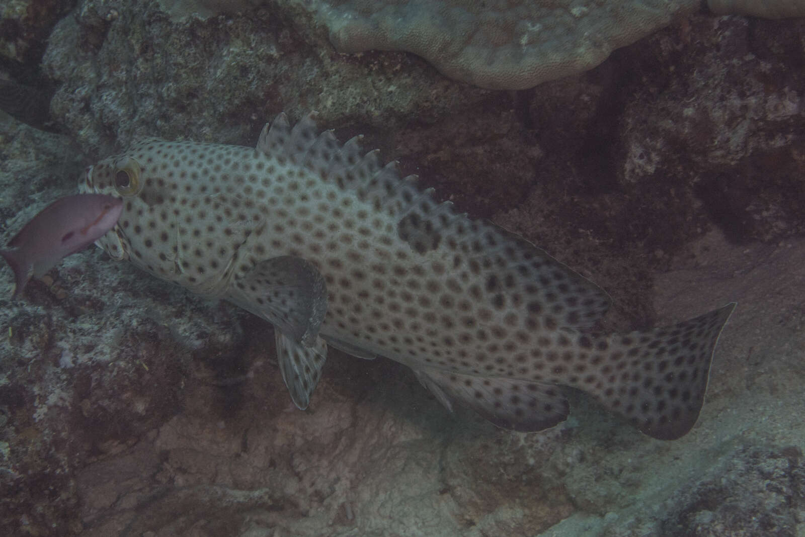 Слика од Epinephelus macrospilos (Bleeker 1855)