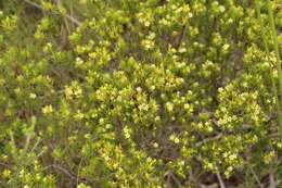 Image of Diosma aristata I. Williams