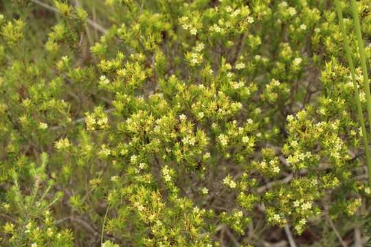 Image of Diosma aristata I. Williams