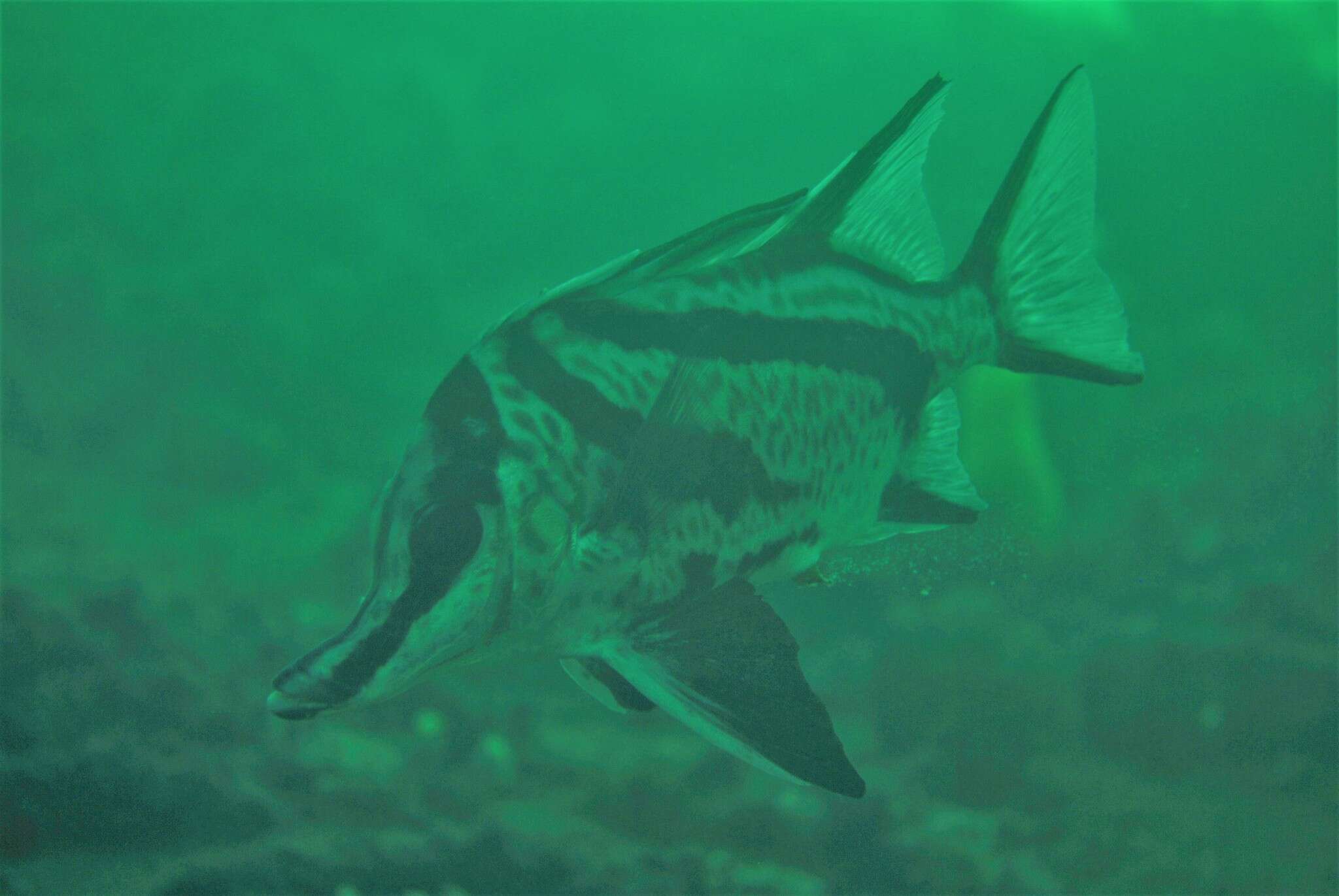 Image of Pentaceropsis