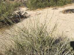 Image of California Ephedra