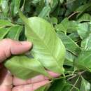 Syzygium tripinnatum (Blanco) Merr.的圖片