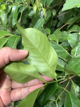 Image of Syzygium tripinnatum (Blanco) Merr.