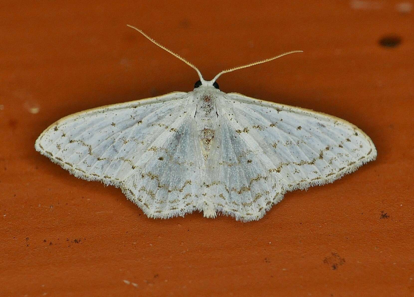 صورة Idaea tacturata (Walker 1861)