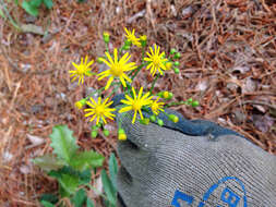 Image of Small's ragwort