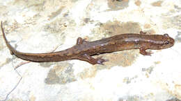 Image of Dusky Salamander