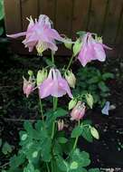 Image of Phytomyza aquilegiana Frost 1930