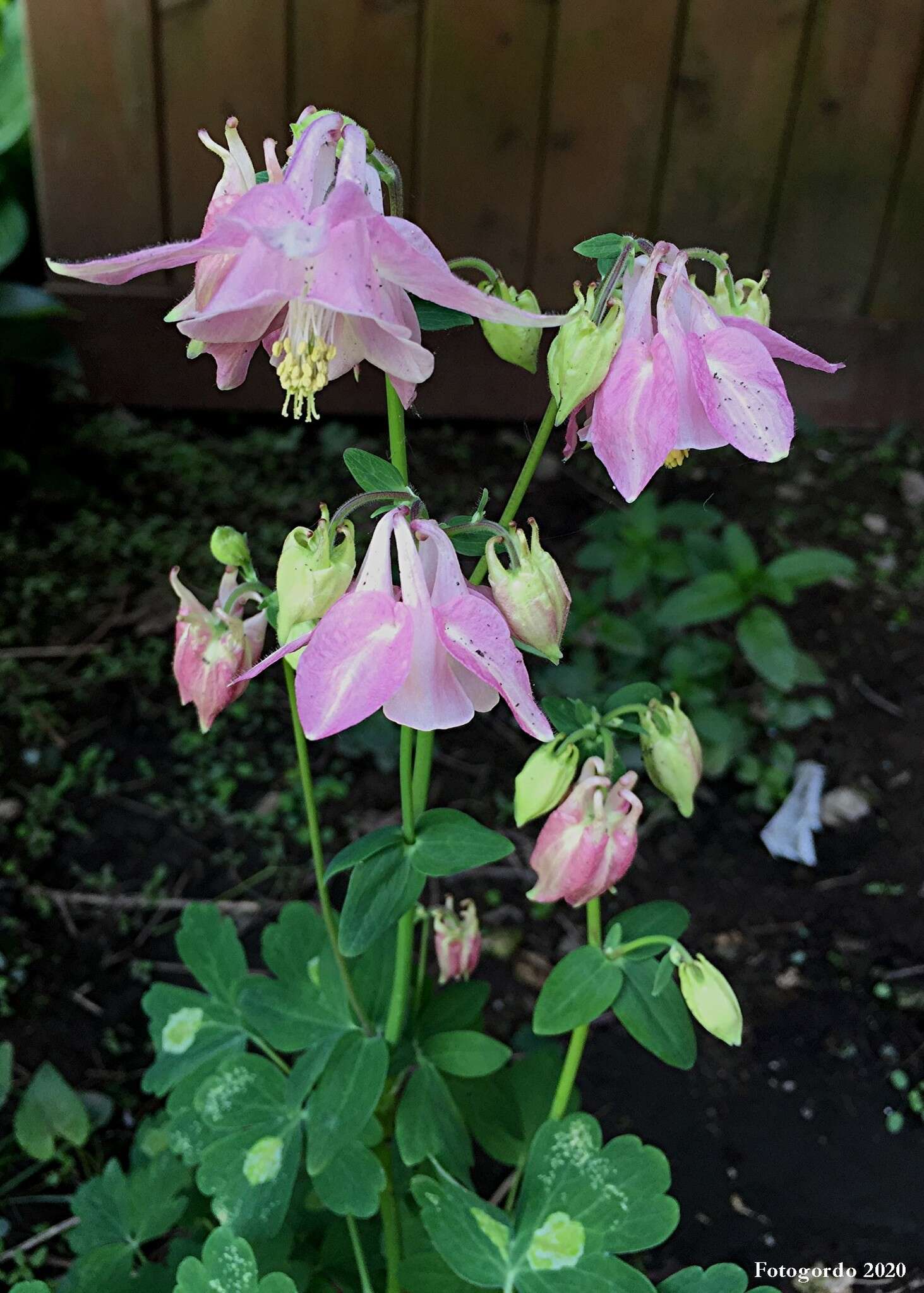 Image of Phytomyza aquilegiana Frost 1930