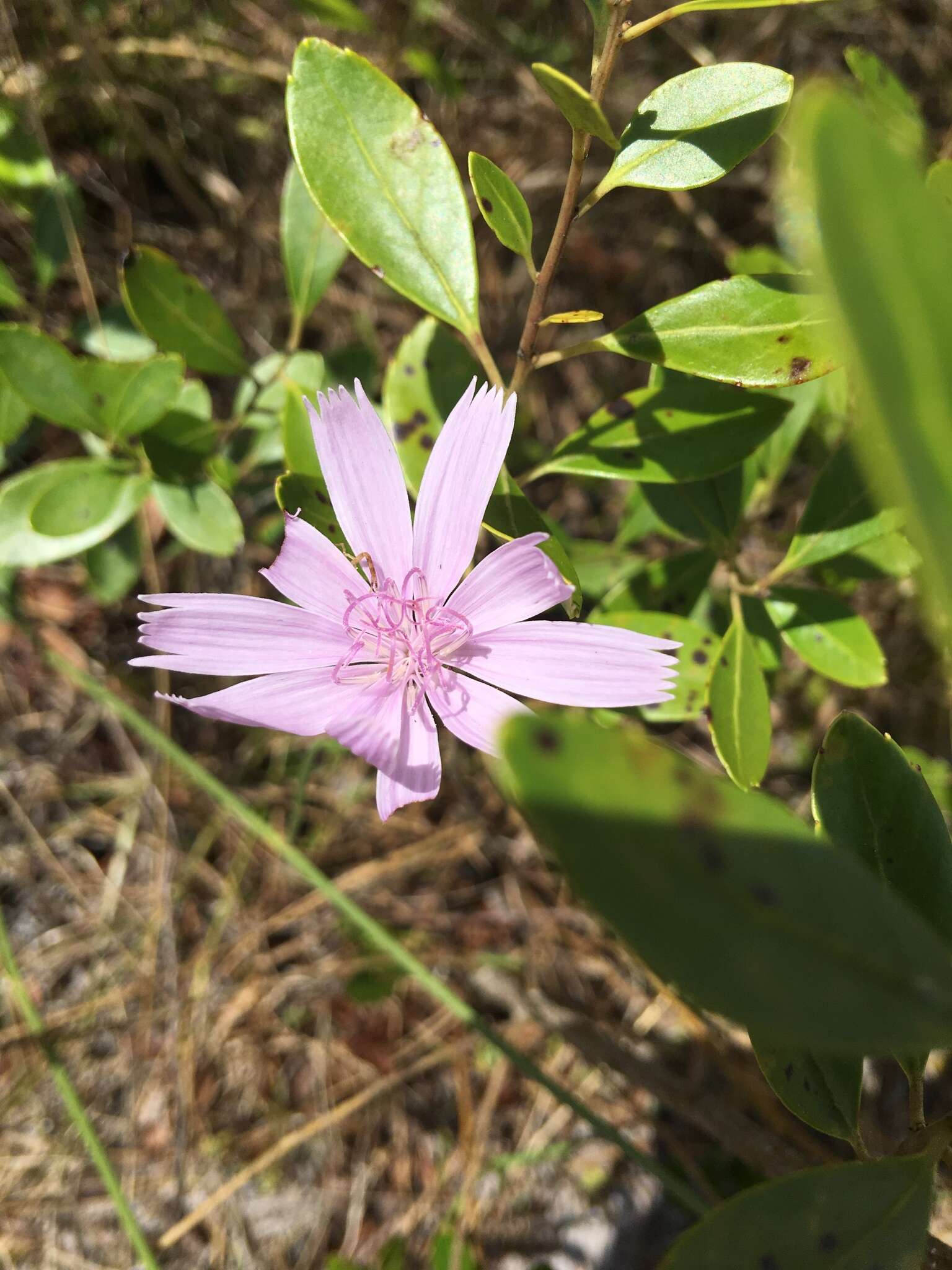 Image of rose rush