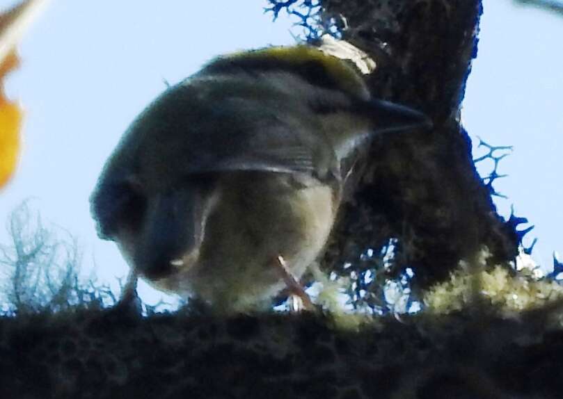 Image of Chestnut-sided Shrike-Vireo