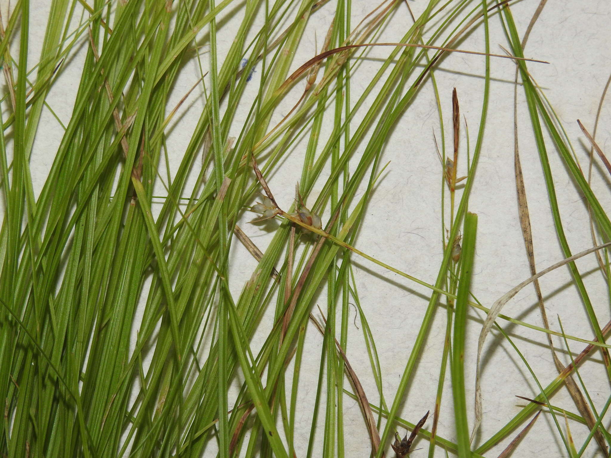 Image of New England sedge