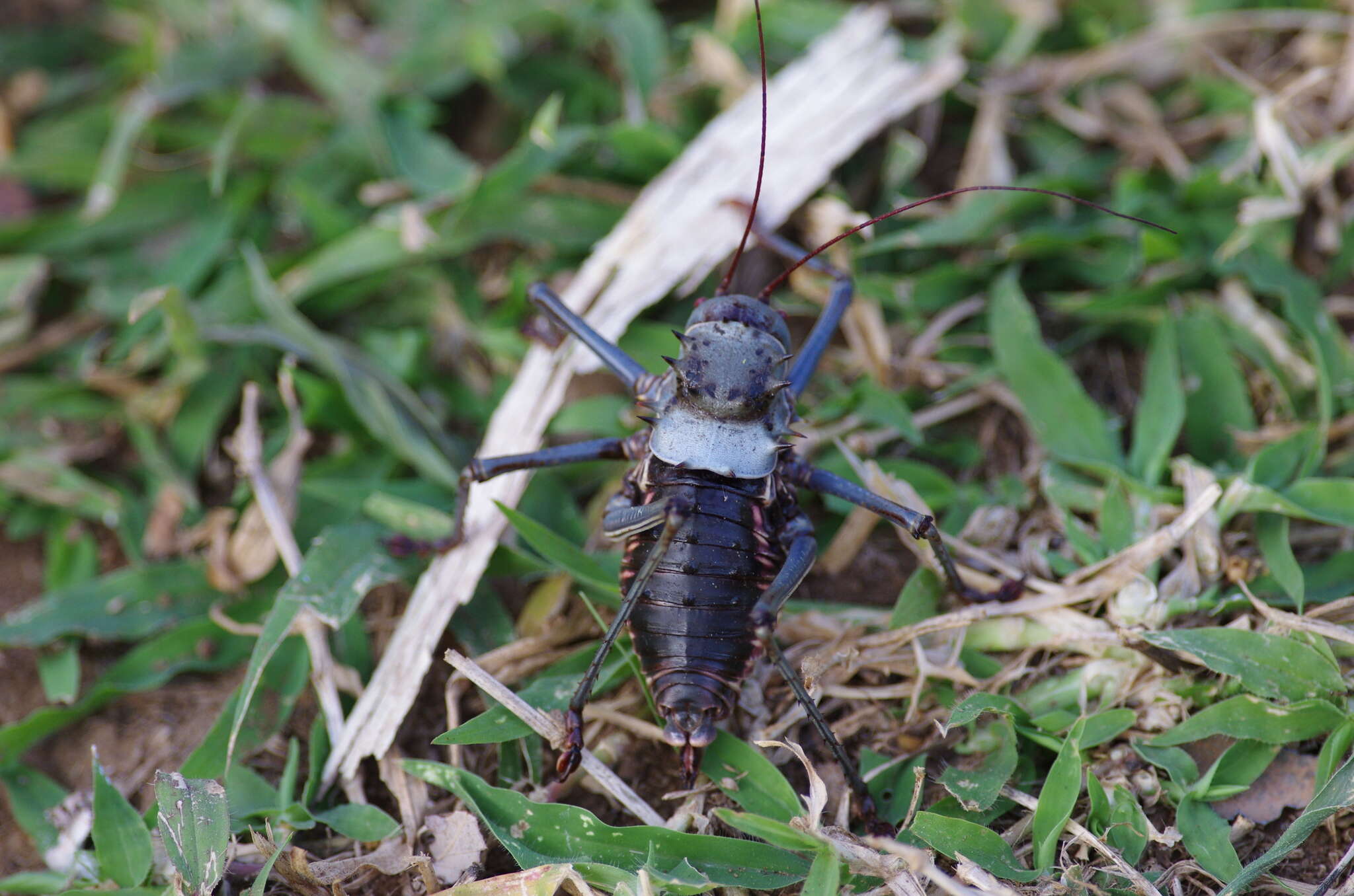 Image of Armoured Katydid