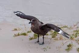 Plancia ëd Stercorarius antarcticus lonnbergi (Mathews 1912)