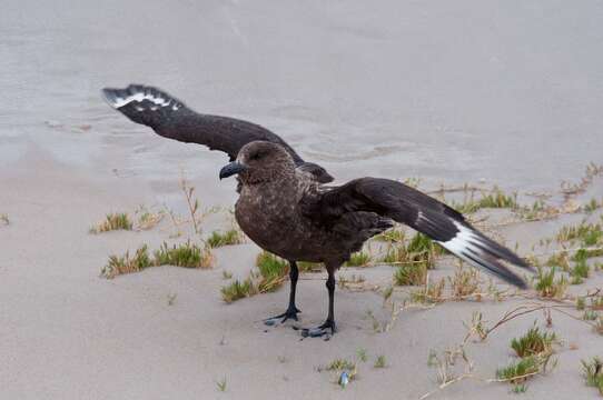 Stercorarius antarcticus lonnbergi (Mathews 1912) resmi