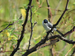 Polioptila plumbea atricapilla (Swainson 1831) resmi