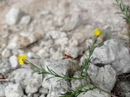 Imagem de Fumana ericoides (Cav.) Gand.