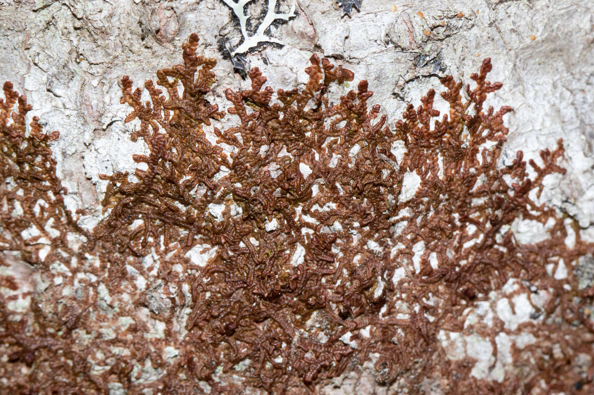 Image of Frullania asagrayana Mont.