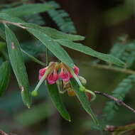 Imagem de Grevillea arenaria subsp. arenaria