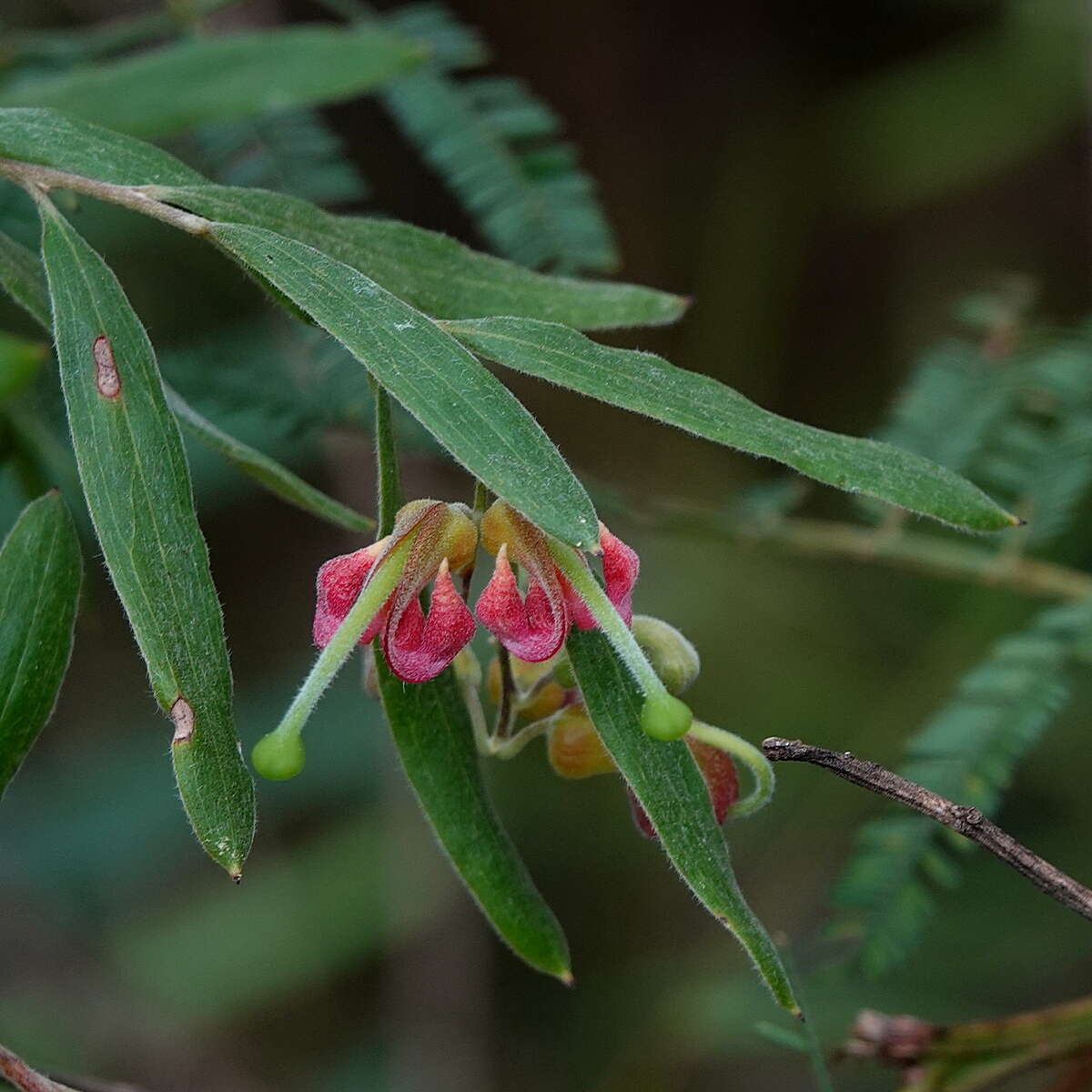 صورة Grevillea arenaria subsp. arenaria